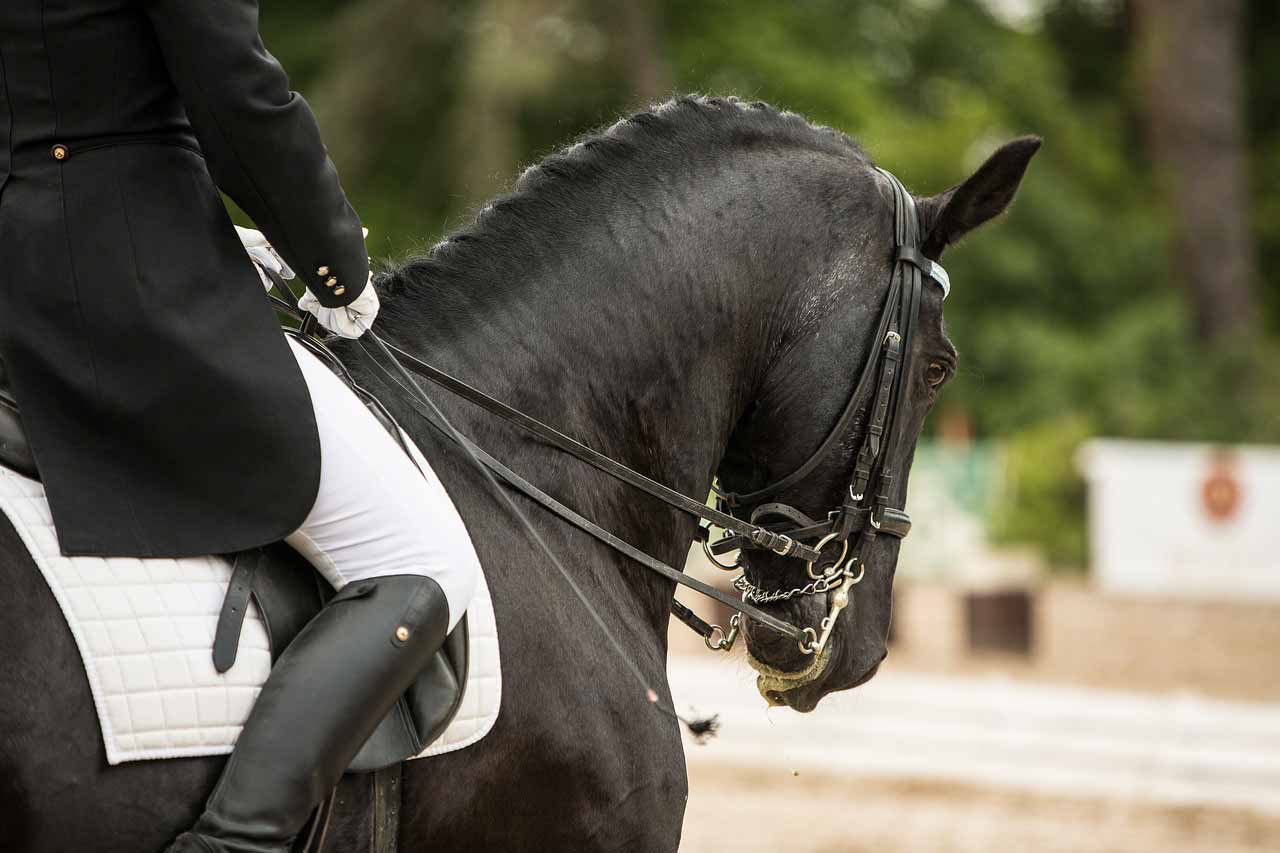 dressage