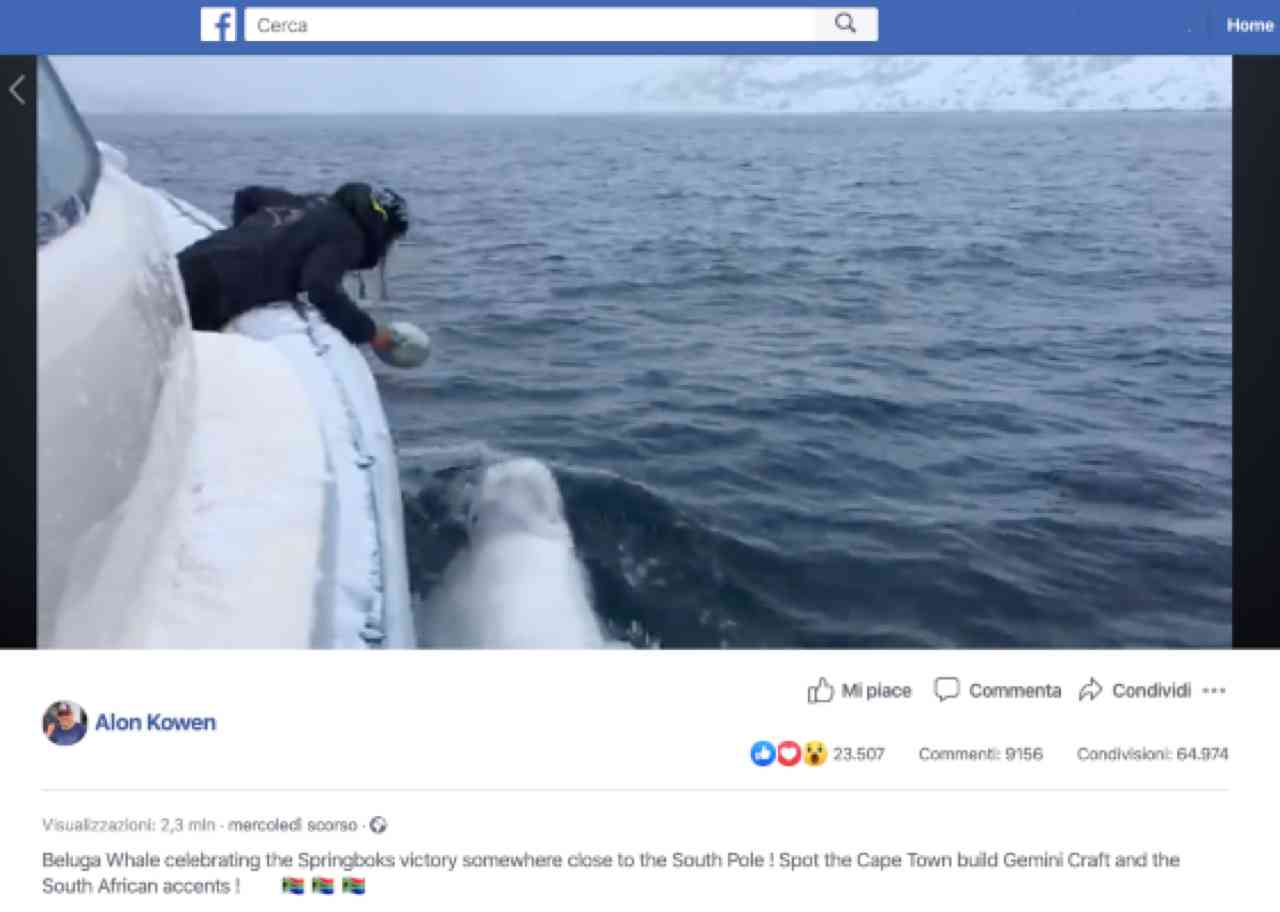 facebook-beluga-rugby